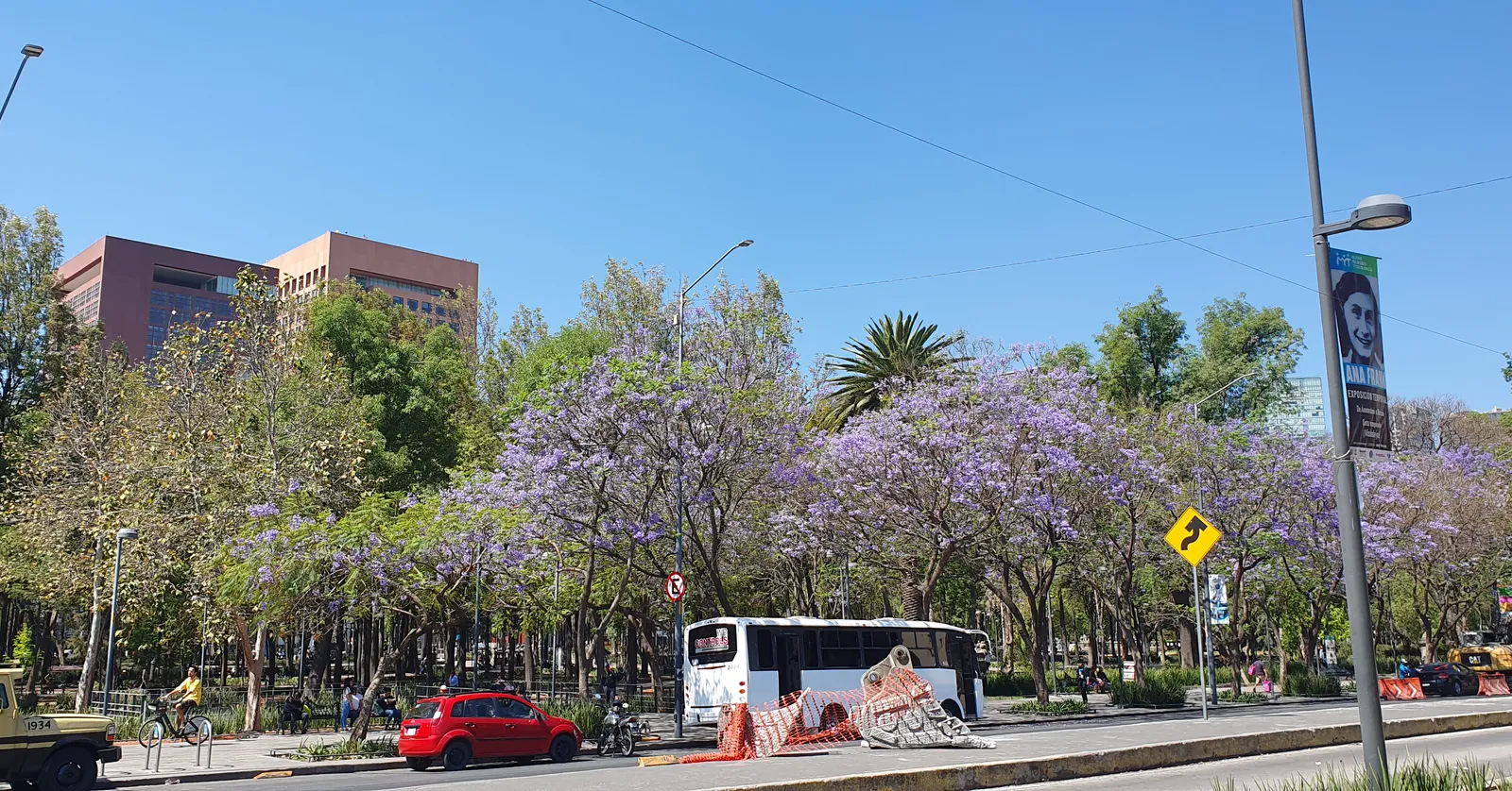 Jacaranda trees in purple bloom along the edge of the Alameda Central in Mexico City, with the park's paths and benches behind them and traffic passing in front