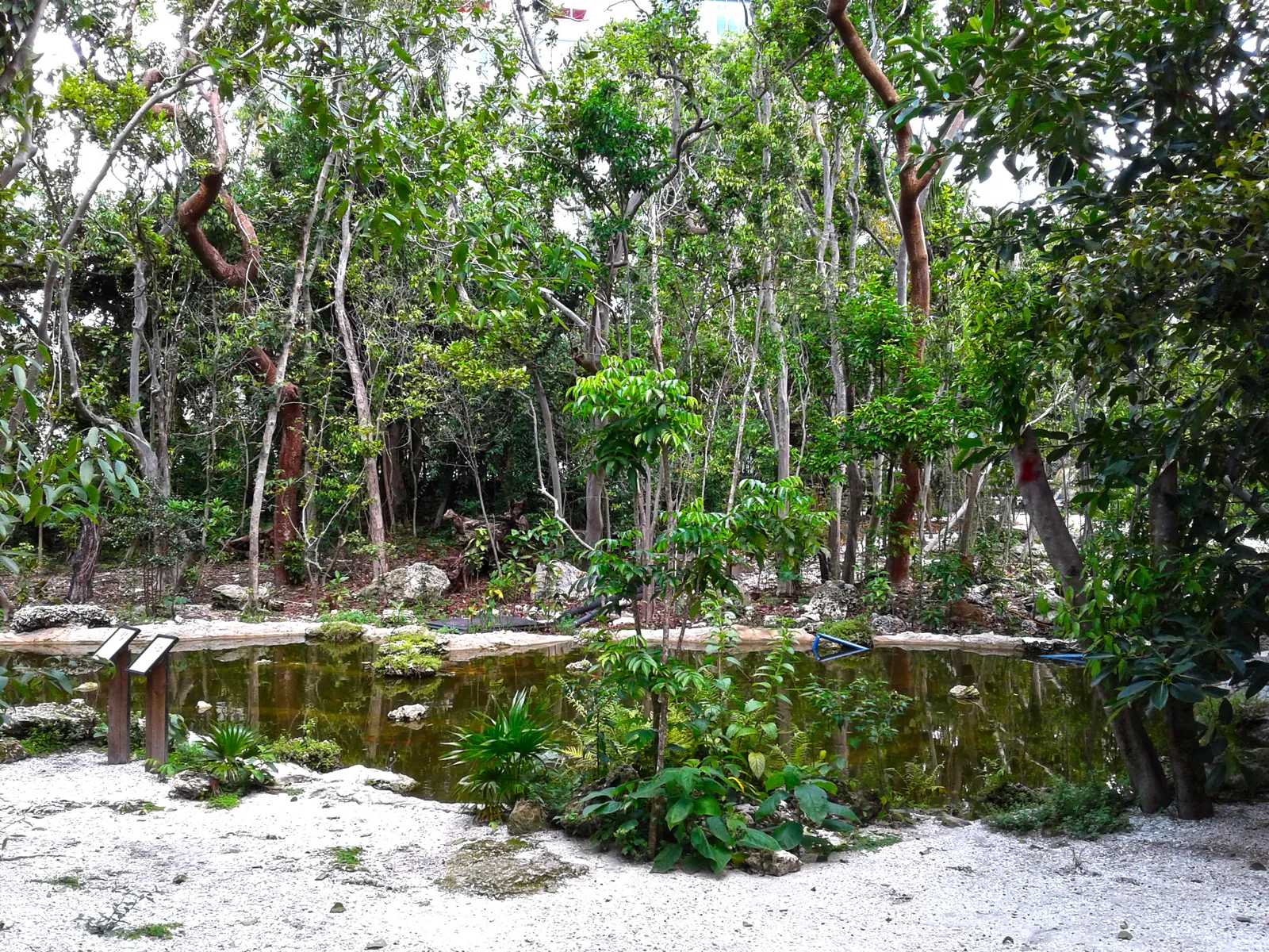 Inside Simpson Park Hammock in Miami, dense native trees and undergrowth with twisting trunks around a shallow pool, pale gravel in the foreground