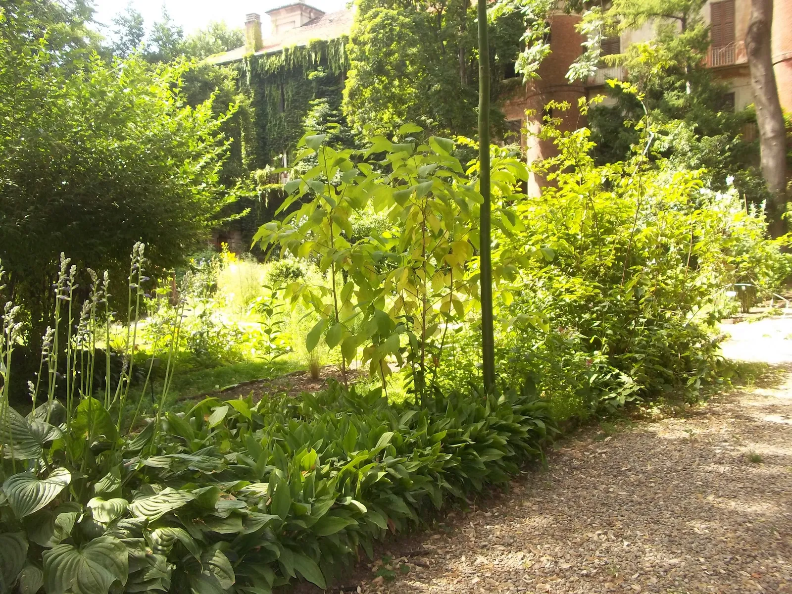 Dense greenery and old apartment buildings inside the walled Orto Botanico di Brera garden in Milan