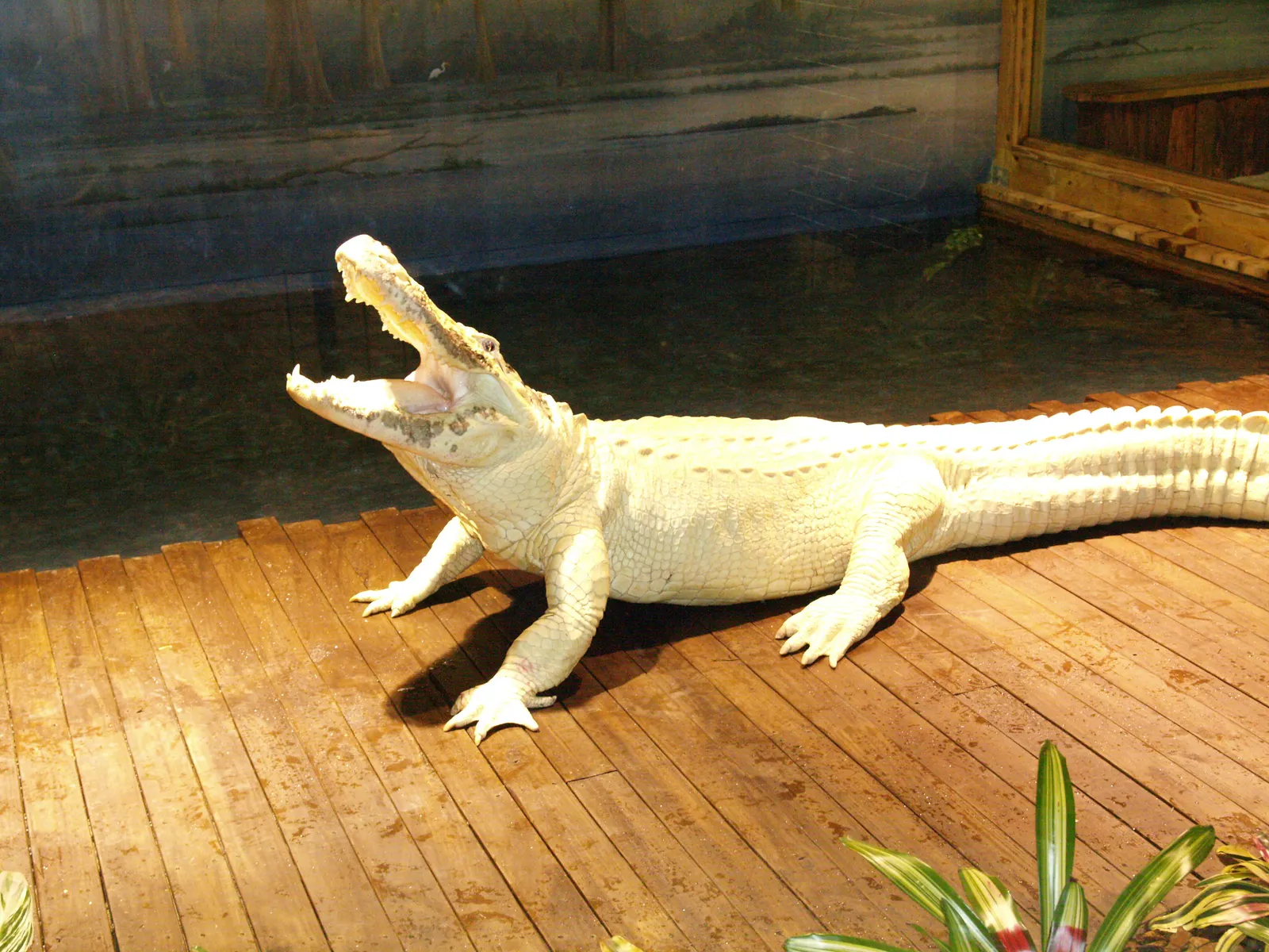 A leucistic white alligator at Gatorland with its jaws open, resting on a wooden deck beside its pool