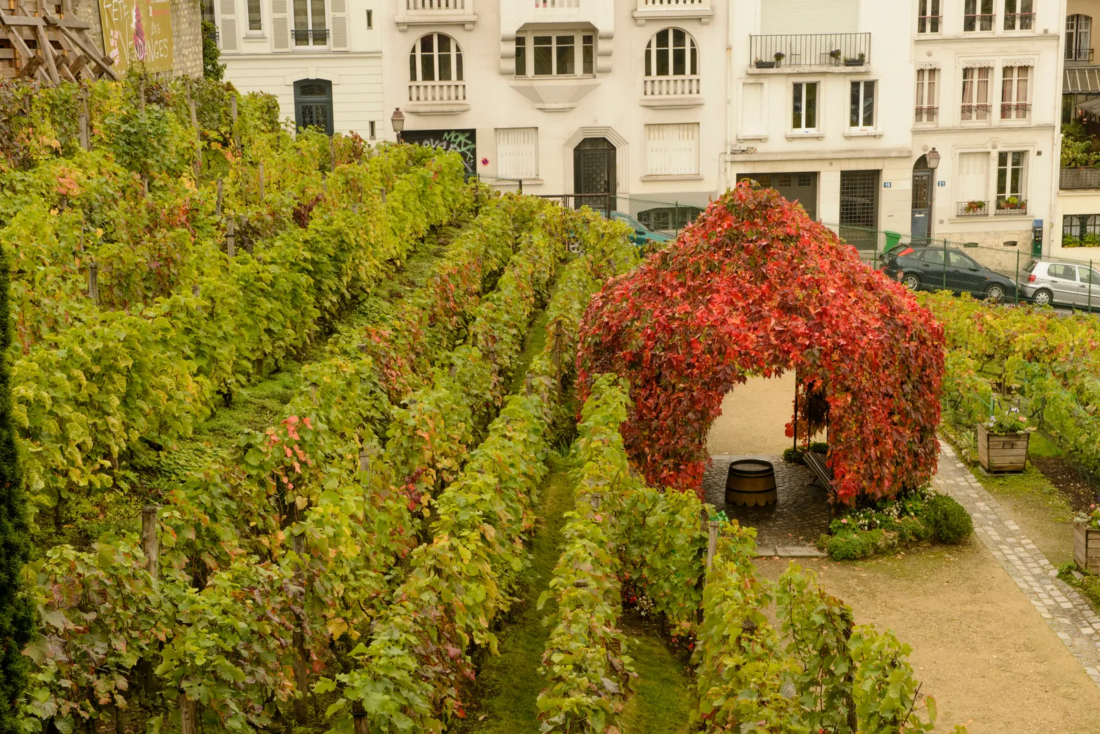 Rows of vines on the terraced slope of the Clos Montmartre vineyard in Paris, turning red in autumn, with white apartment buildings rising directly behind them