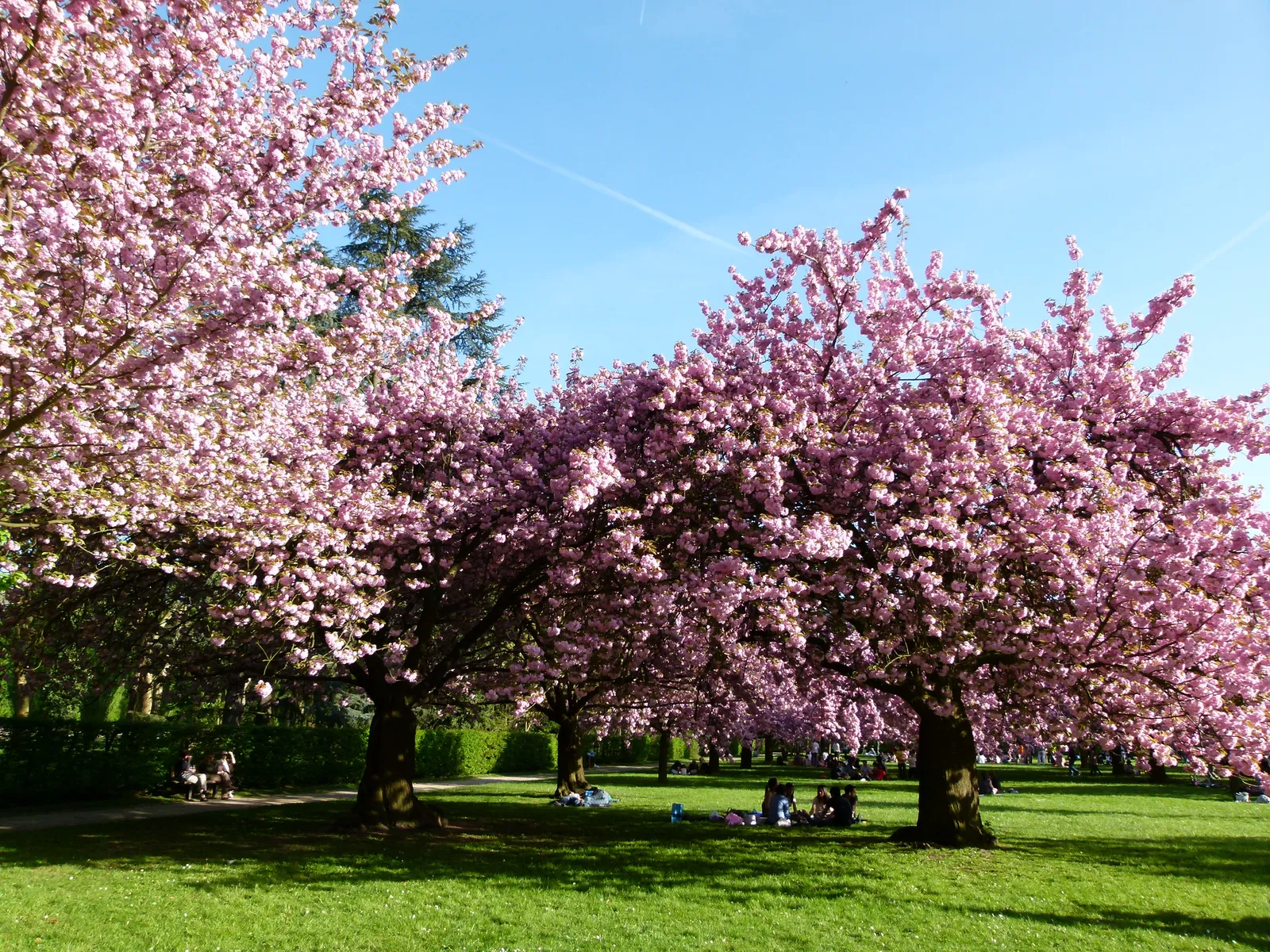 A grove of Japanese cherry trees in full pink blossom at the Parc de Sceaux near Paris, with people sitting on the grass beneath the branches