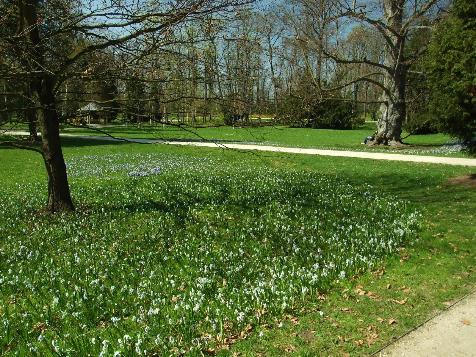 A lawn in Stromovka park in Prague carpeted with white and blue spring flowers under bare mature trees, with a gravel path curving away across open parkland