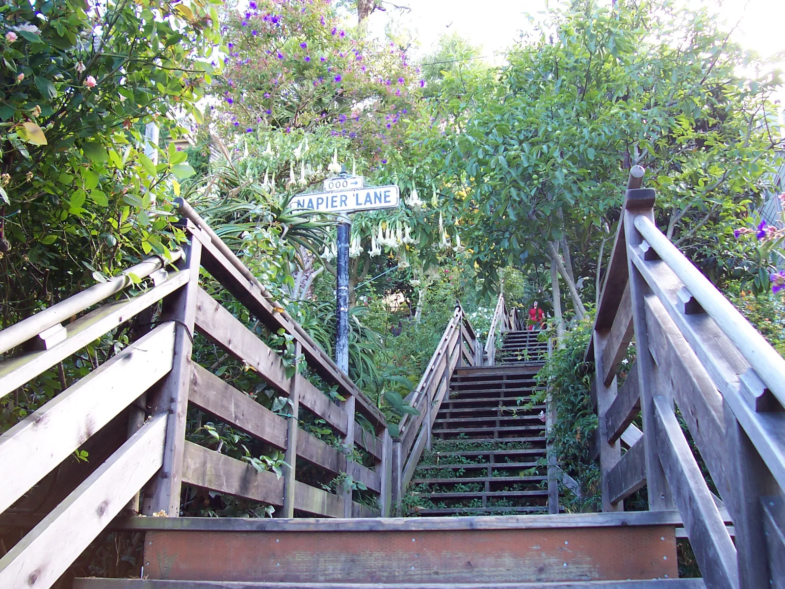 The wooden Filbert Steps on Telegraph Hill in San Francisco, timber treads and handrails running down between dense garden planting past a street sign reading Napier Lane
