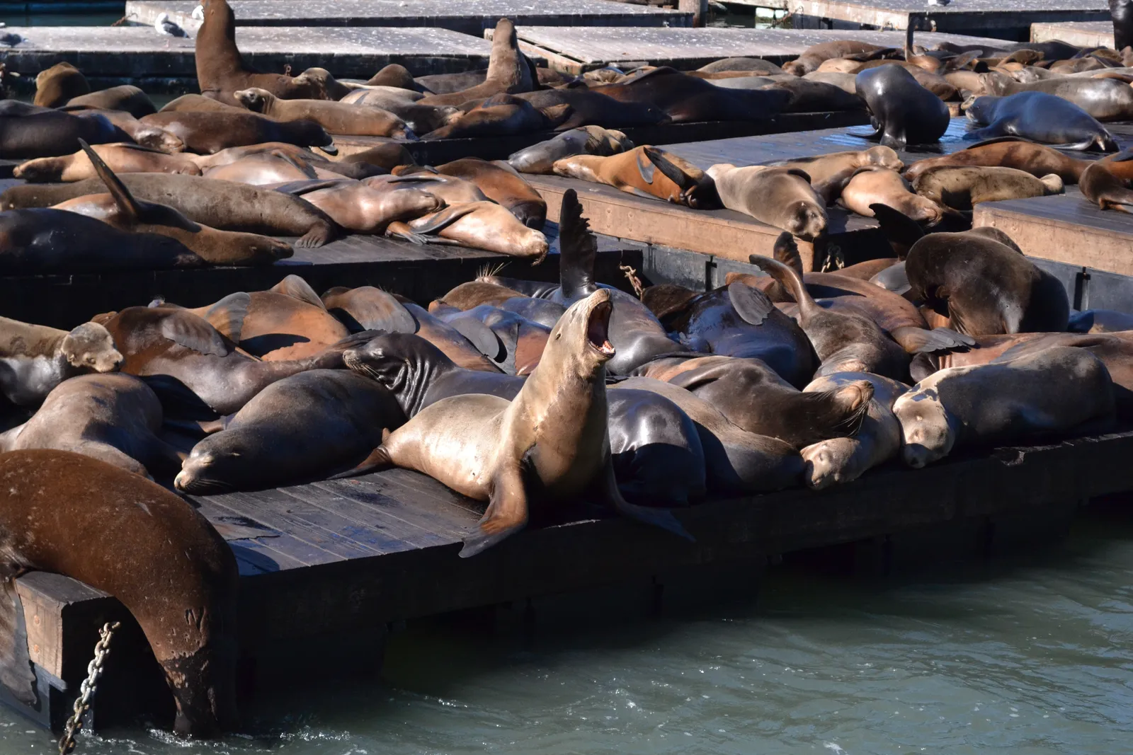 California sea lions packed onto the wooden floating docks beside Pier 39 in San Francisco, dozens of them lying flat with one barking with its head raised