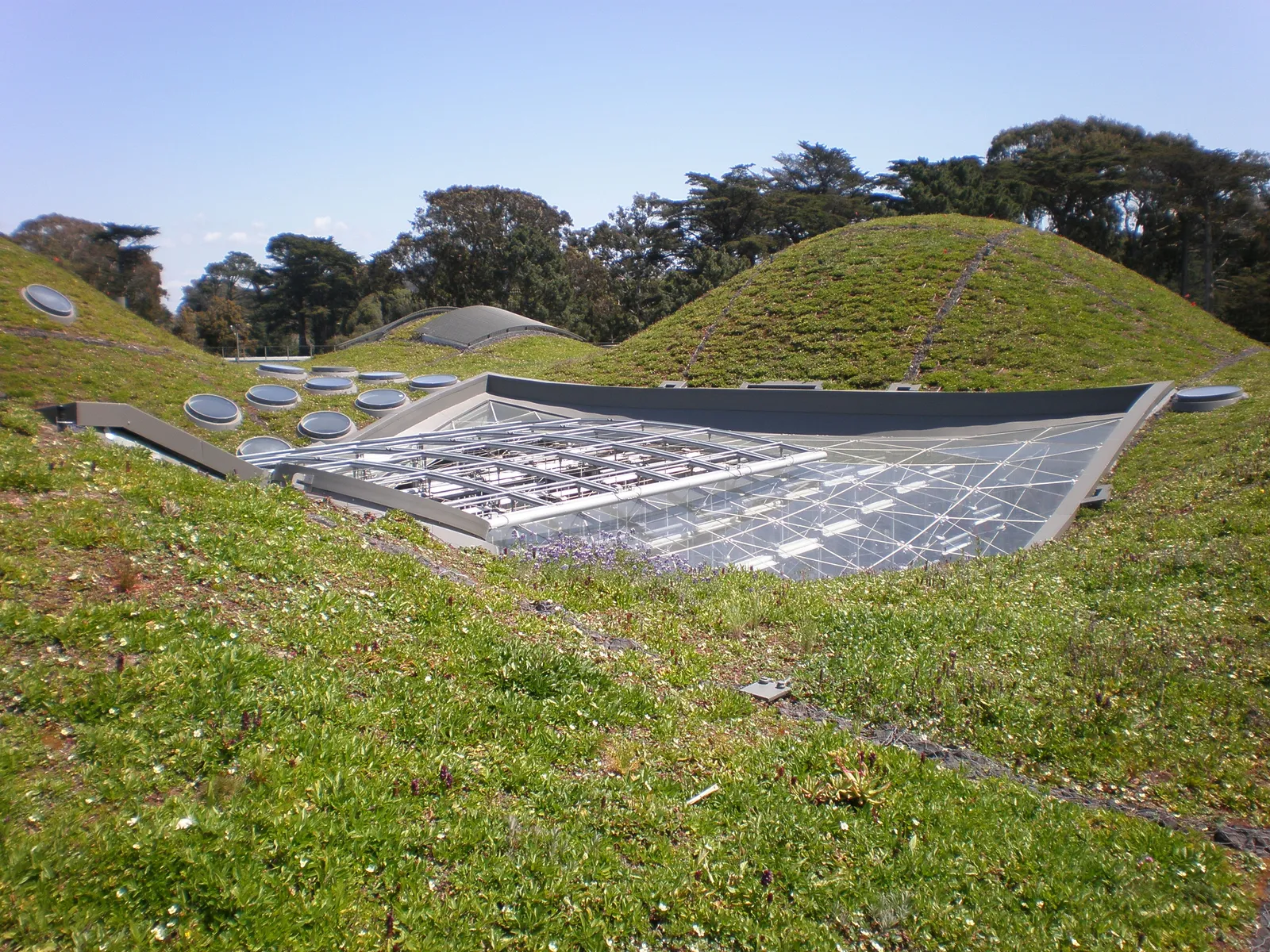 The living roof of the California Academy of Sciences in San Francisco, grassy domed hillocks studded with round skylights and a large flat glass panel set between them
