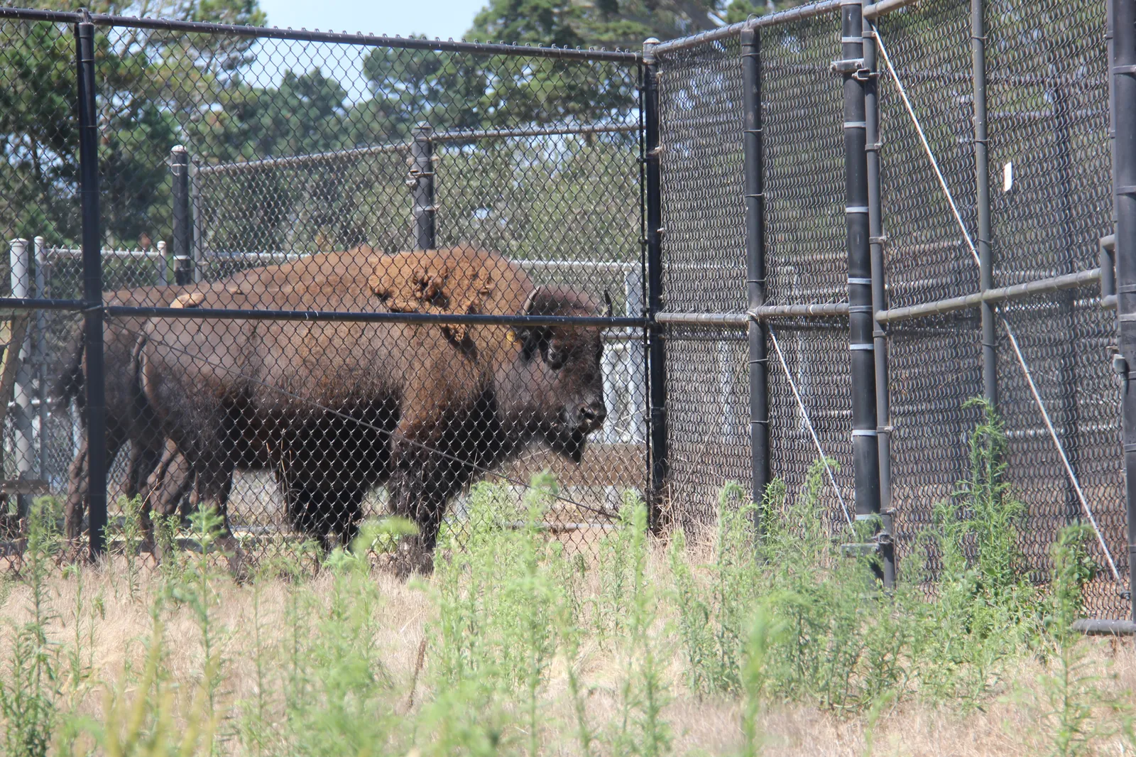 An American bison standing in the fenced paddock in Golden Gate Park, seen through the chain-link with dry grass in front and cypress trees behind