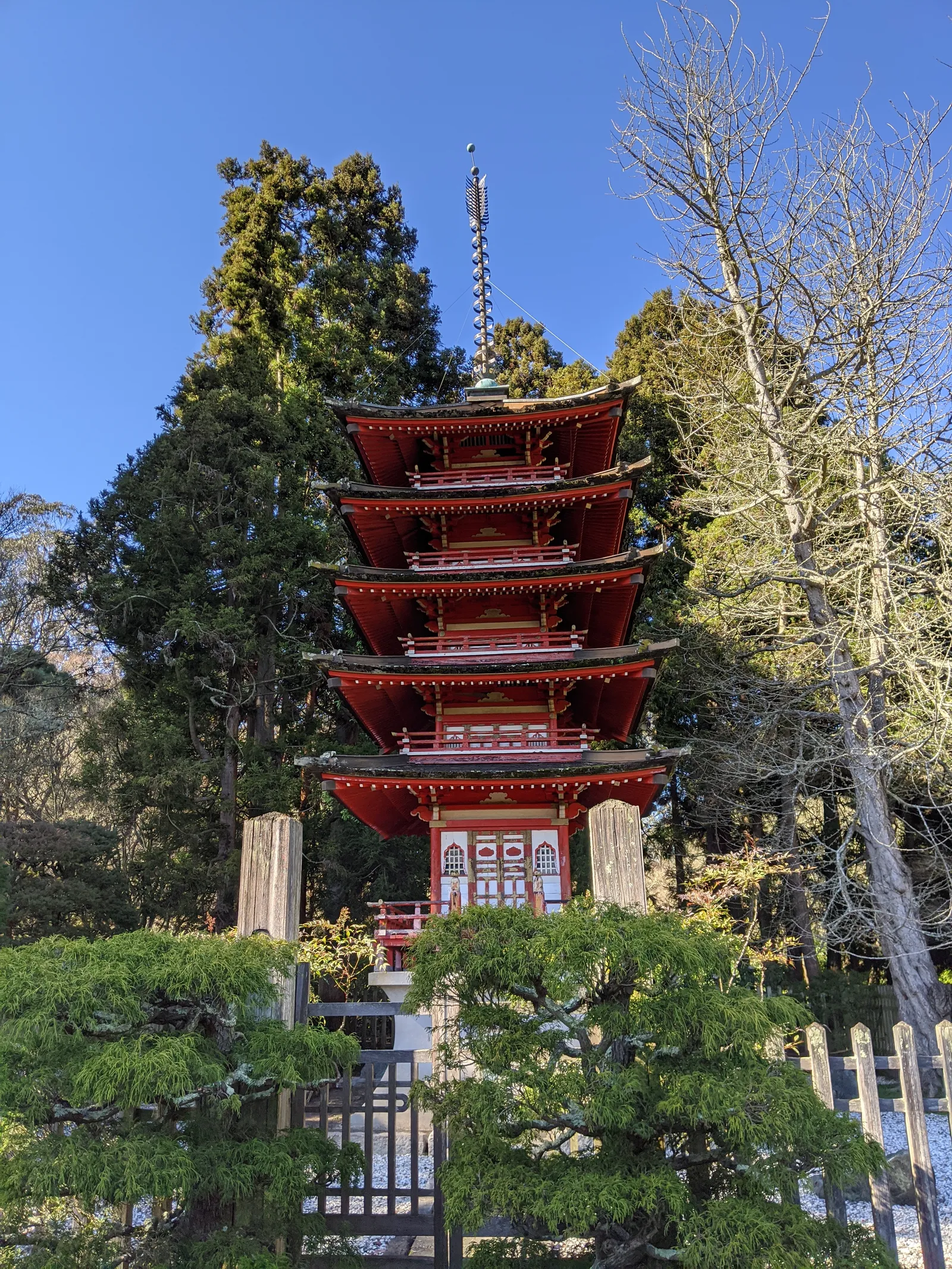 The red five-storey pagoda in the Japanese Tea Garden in Golden Gate Park, standing among conifers and clipped pines behind a low wooden fence under a clear sky