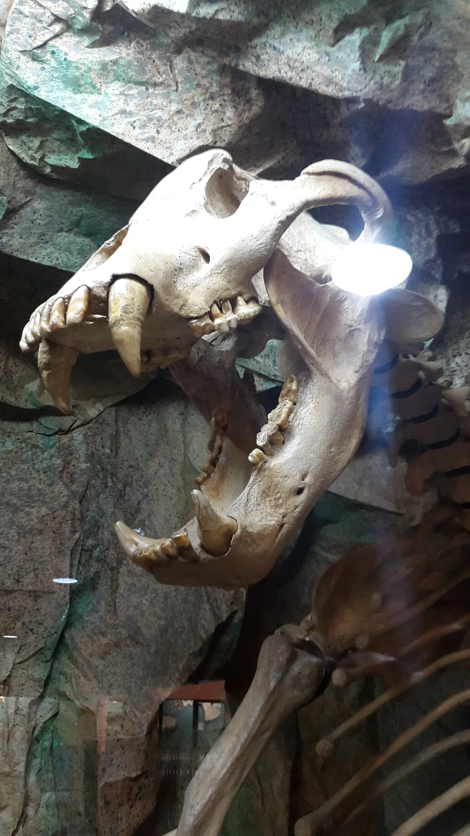 A mounted bear skeleton lit from one side in a rock-walled display at the La Salle natural sciences museum in San Jose, jaws open and ribs and forelimb visible behind the skull
