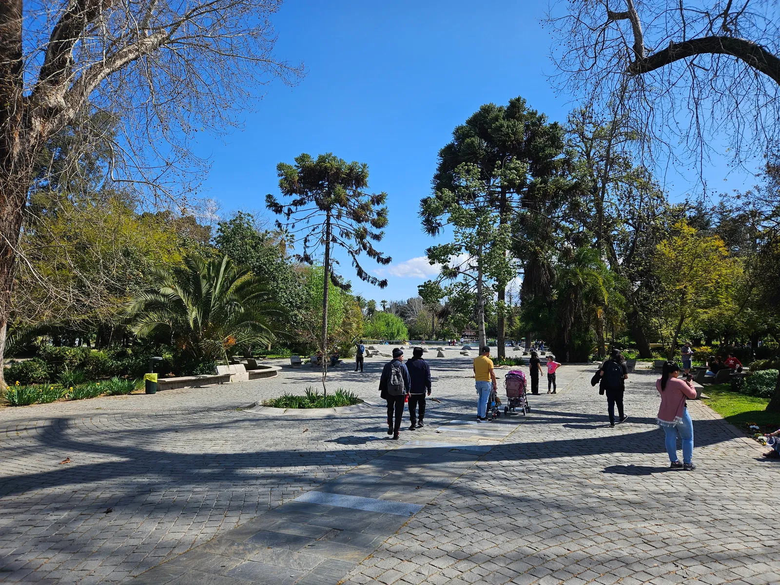 A broad paved path through Quinta Normal park in Santiago, with mature araucaria and palm trees around it and people walking under a clear blue sky