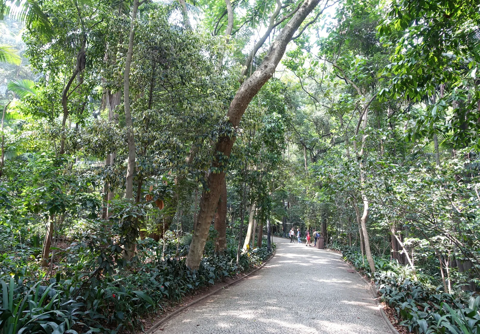 A gravel path running through dense subtropical forest in Parque Trianon in São Paulo, tall trees closing overhead and low planting along both edges, with a few walkers further down the path