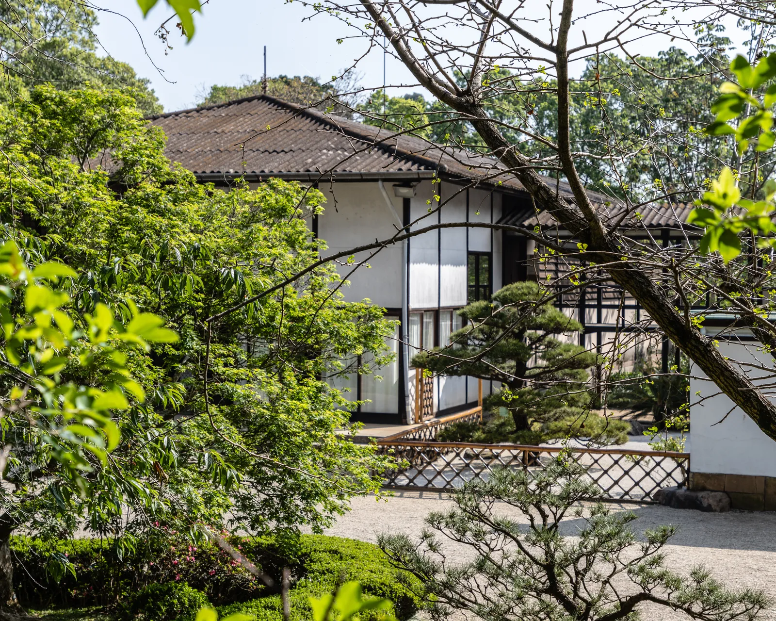 The Japanese Pavilion in Ibirapuera Park, a white timber-framed building with wide tiled eaves and sliding screens, seen through pines and flowering branches from a raked gravel path
