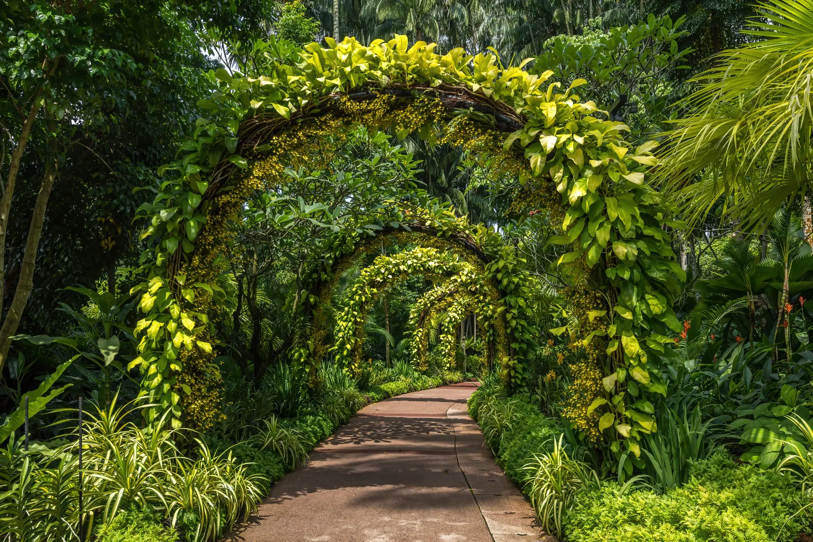 A paved path in the National Orchid Garden in Singapore running under a series of arches thickly covered in green and yellow climbing foliage, dense planting on both sides