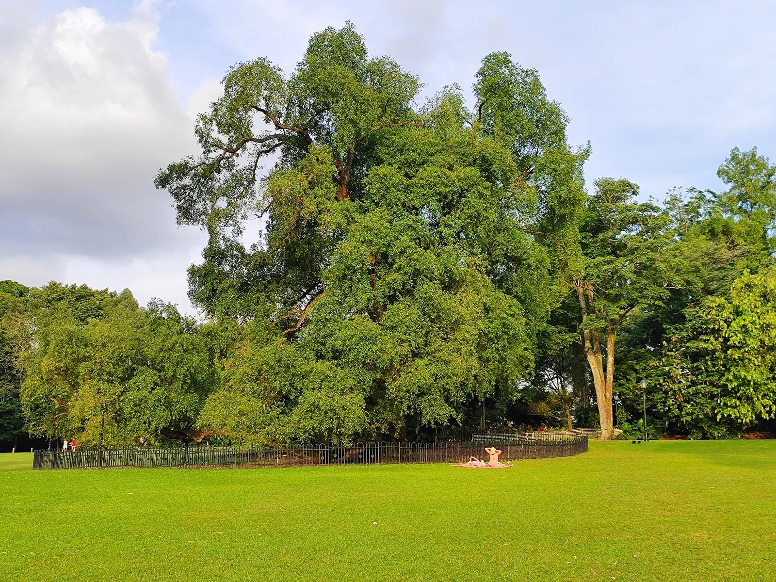 The heritage tembusu tree on Lawn E at Singapore Botanic Gardens, a broad spreading tree ringed by a low black fence on open mown grass under a bright sky