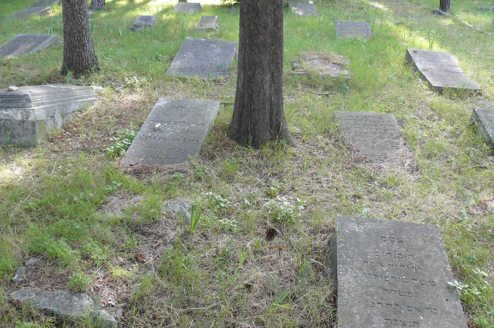 The old Jewish cemetery on Marjan in Split, flat grey stone slabs lying among grass and pine trunks on a wooded slope, several of them carved with Hebrew inscriptions