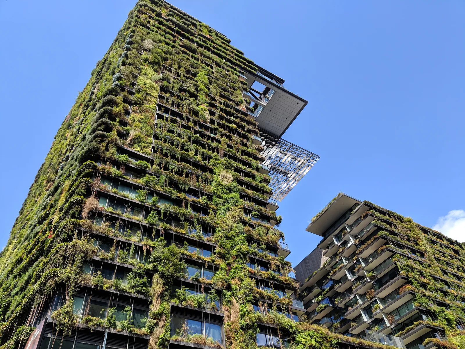The two towers of One Central Park on Broadway in Sydney, their balconies hung with climbing plants and a cantilevered frame jutting from the upper floors