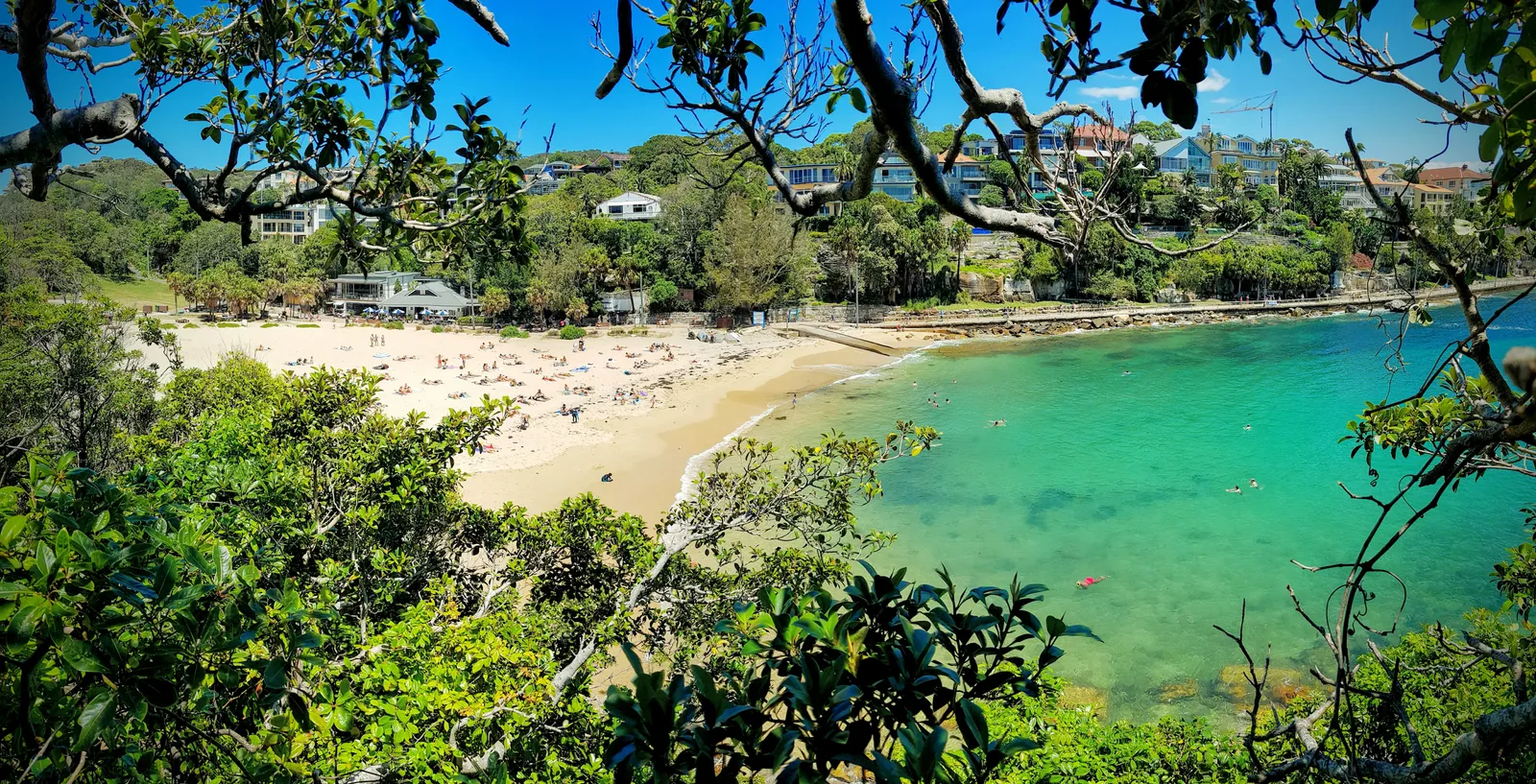 Shelly Beach in Manly seen through trees from the headland above, a curve of sand around the clear green water of Cabbage Tree Bay