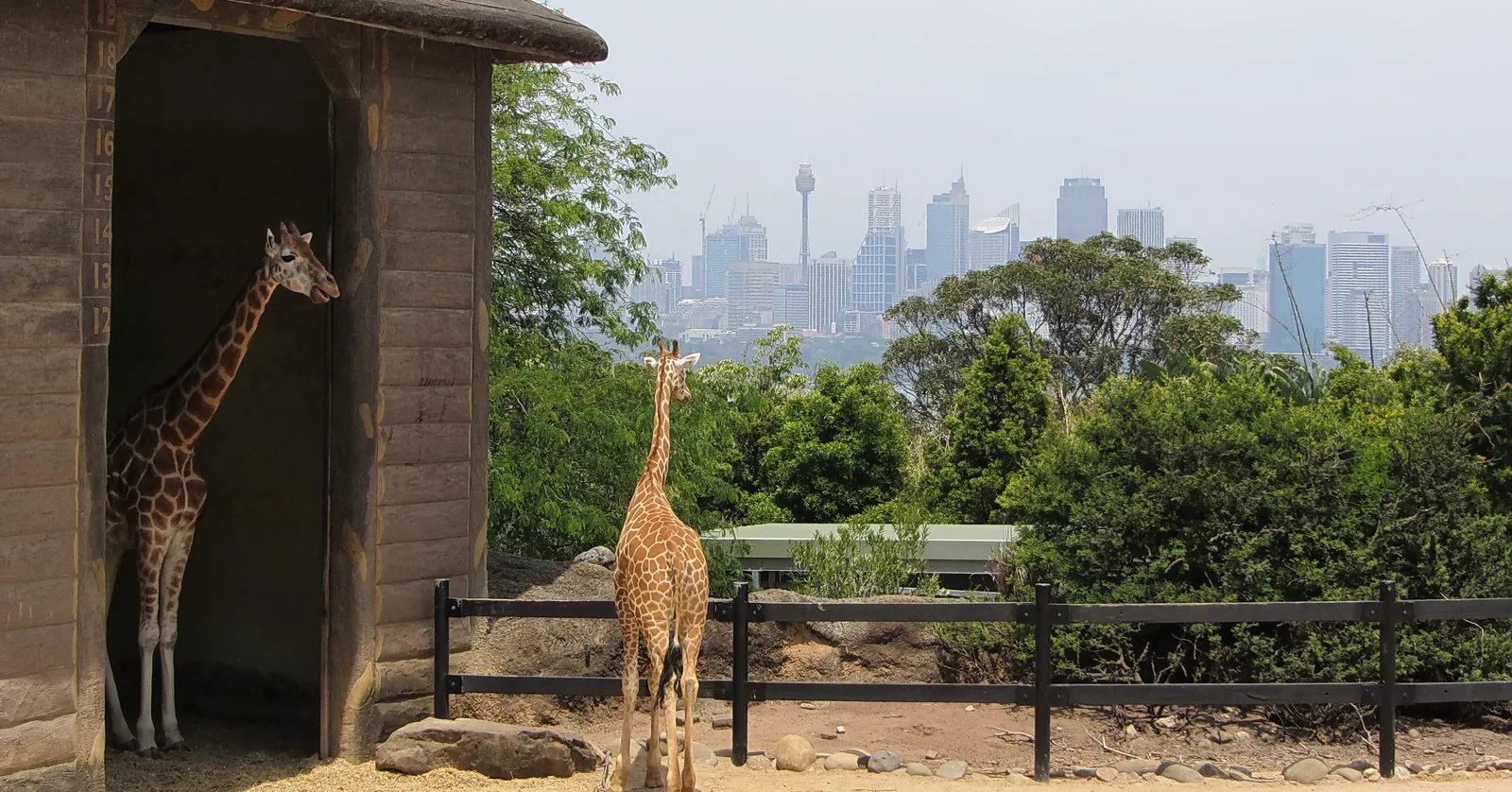 Two giraffes in their enclosure at Taronga Zoo in Sydney, one in the doorway of its shelter, with the city skyline and Sydney Tower across the harbour behind
