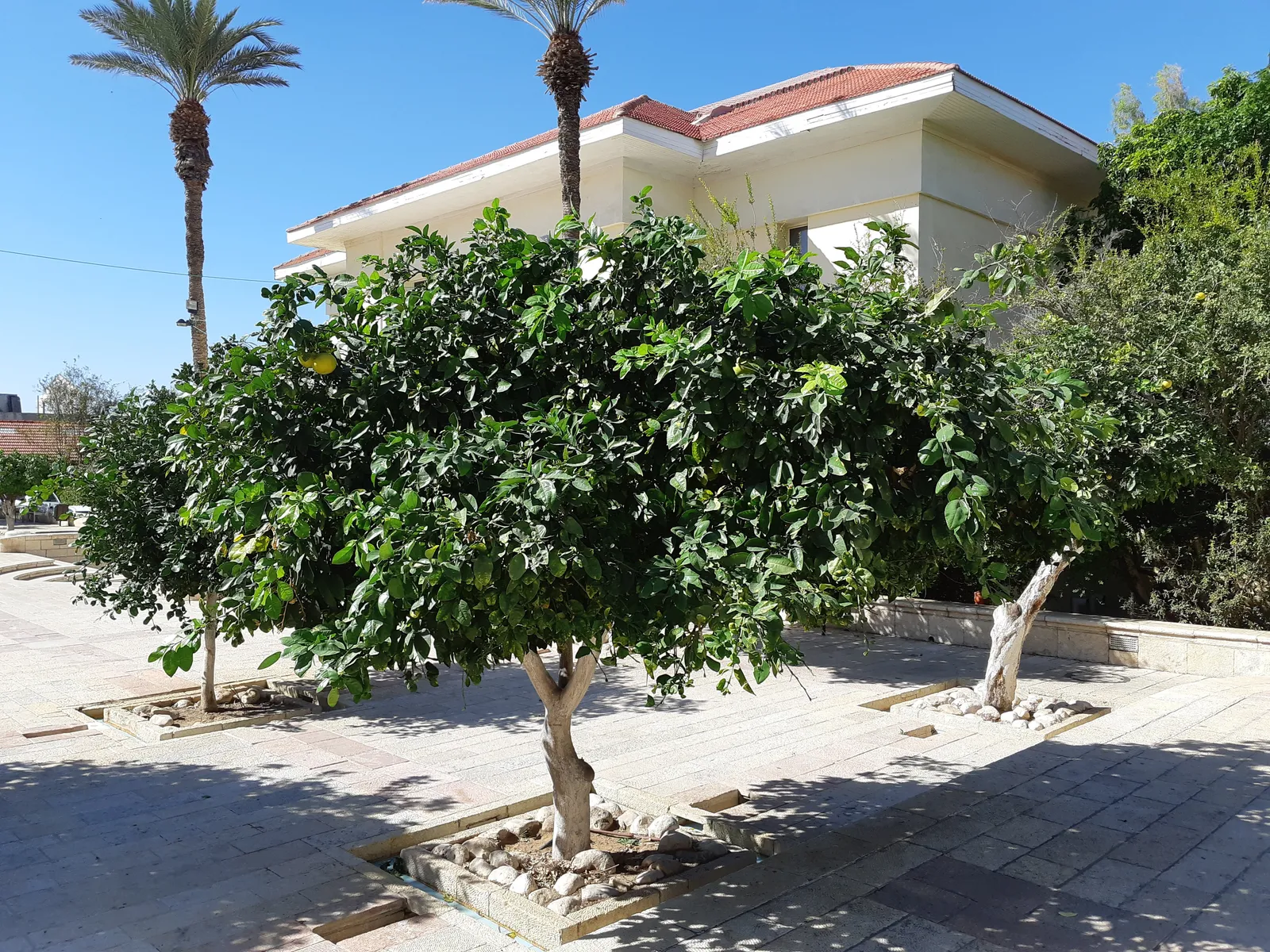 The courtyard of the Suzanne Dellal Centre in Neve Tzedek, citrus trees planted in cut-outs in the paving with fruit still on them, a white 19th-century school building and tall palms behind
