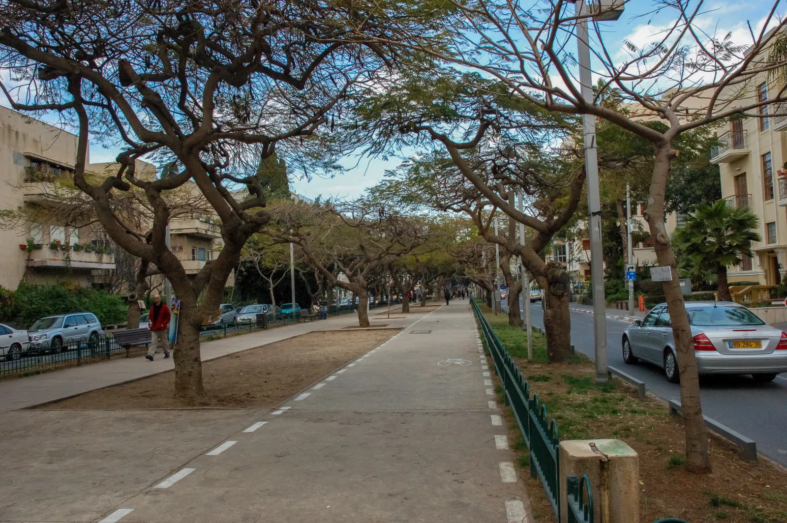 The central strip of Rothschild Boulevard in Tel Aviv, a walking path and a dashed-line cycle lane running side by side under a double row of broad flat-topped trees, with traffic on both sides