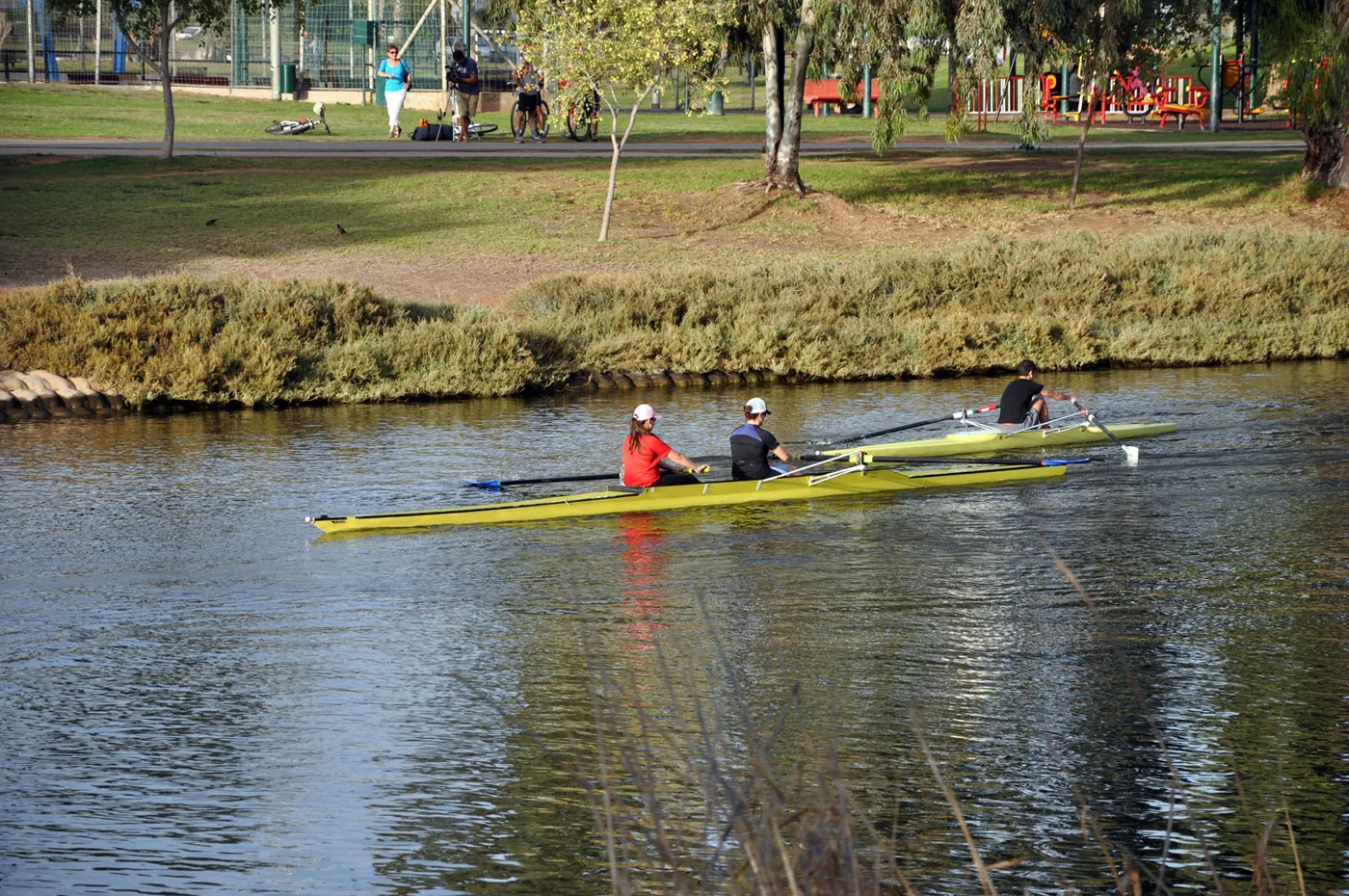 A yellow coxless four on the Yarkon river in Tel Aviv, two crews passing on flat green water with the grassy bank of the park rising on the far side