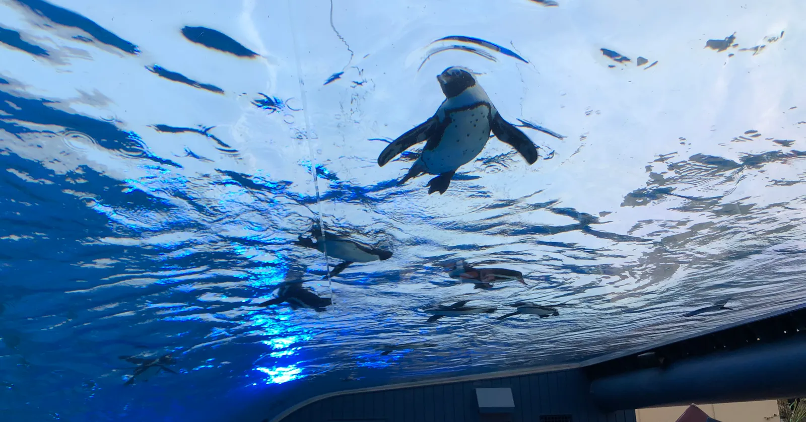 African penguins swimming in the overhead glass tank at Sunshine Aquarium in Ikebukuro, Tokyo, seen from below against the bright sky, with visitors holding up phones at the bottom of the frame