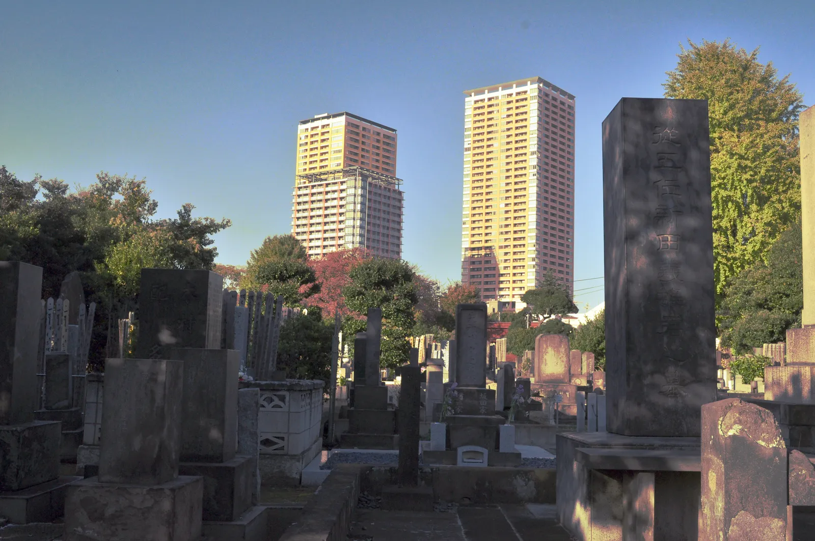 Rows of old grey stone grave markers in Yanaka Cemetery in Tokyo under trees in late afternoon light, with two modern apartment towers rising beyond the cemetery