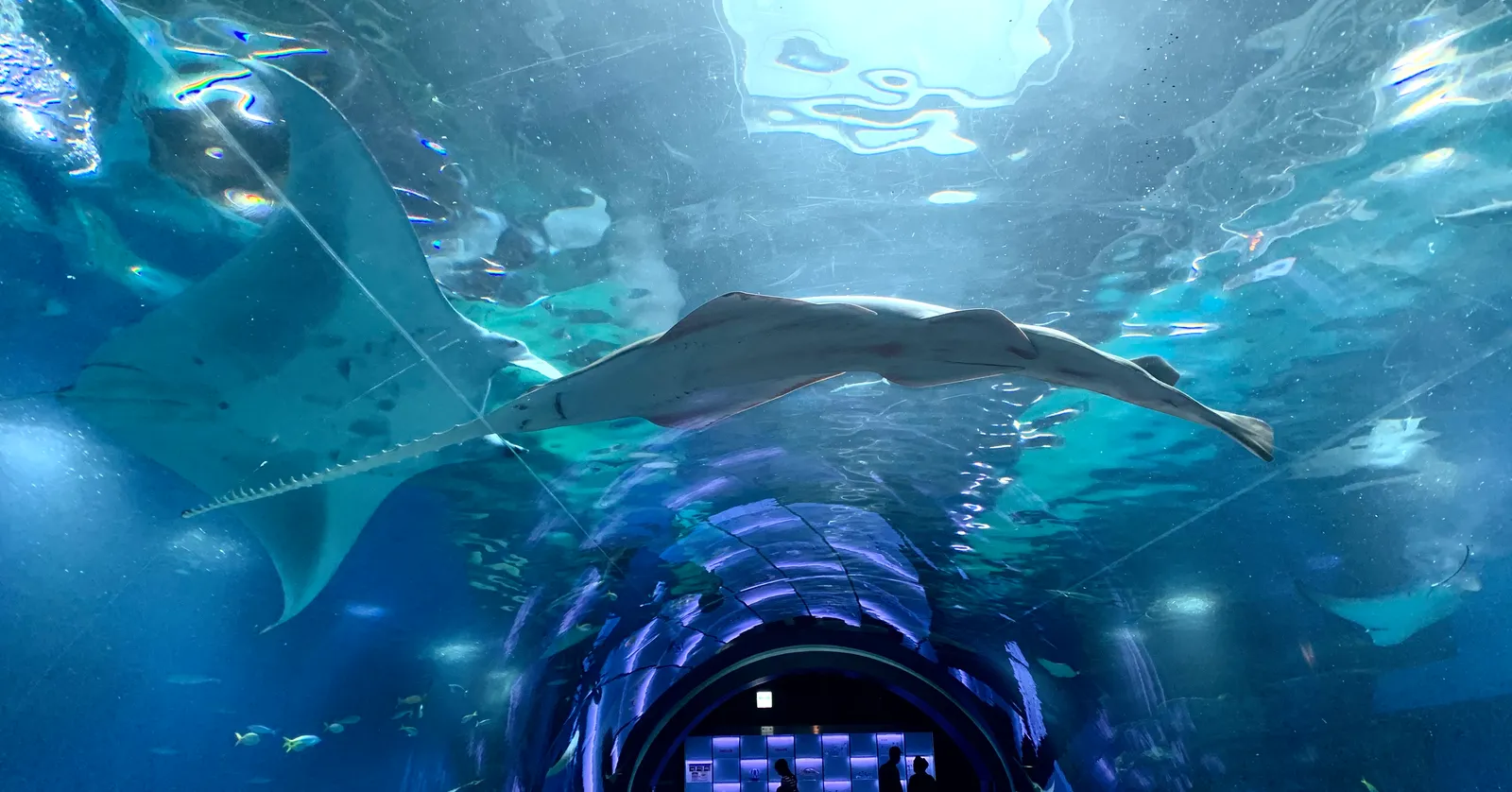 The glass tunnel through the main tank at Maxell Aqua Park Shinagawa in Tokyo, a manta ray gliding overhead in blue water with smaller fish around it and visitors silhouetted at the far end of the tunnel