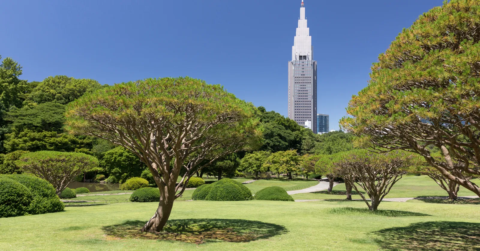 A wide lawn in Shinjuku Gyoen in Tokyo dotted with broad, umbrella-shaped pine trees and clipped shrubs under a blue sky, with the pointed spire of a skyscraper rising above the treeline in the distance