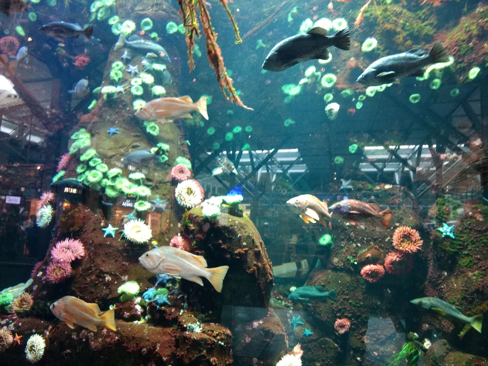 The saltwater tank at Vancouver airport seen through its glass wall, with rockfish, anemones and kelp over a rocky reef and the terminal roof reflected above