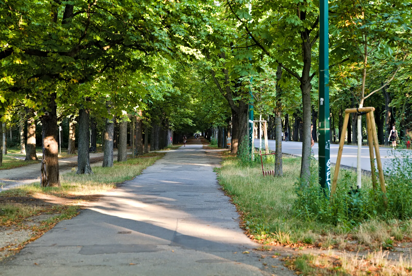The Hauptallee in Vienna's Prater, a long straight paved avenue running away between dense rows of mature chestnut trees with grass verges on either side and no traffic on it