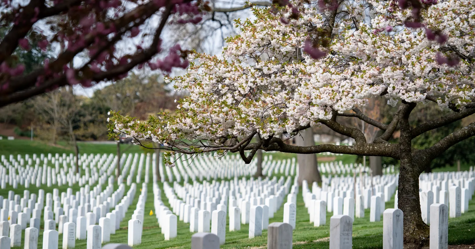 Rows of identical white marble headstones running across mown grass at Arlington National Cemetery, with a cherry tree in full flower leaning over them